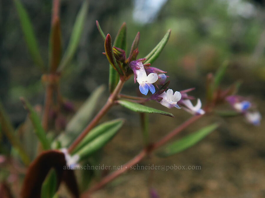 small-flowered blue-eyed-Mary (Collinsia parviflora) [Flatiron Rock Trail, Oregon Badlands Wilderness, Deschutes County, Oregon]