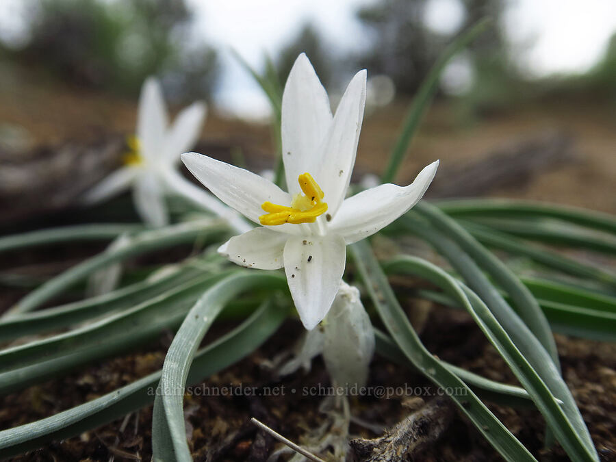 sand lily (Leucocrinum montanum) [Flatiron Rock Trail, Oregon Badlands Wilderness, Deschutes County, Oregon]