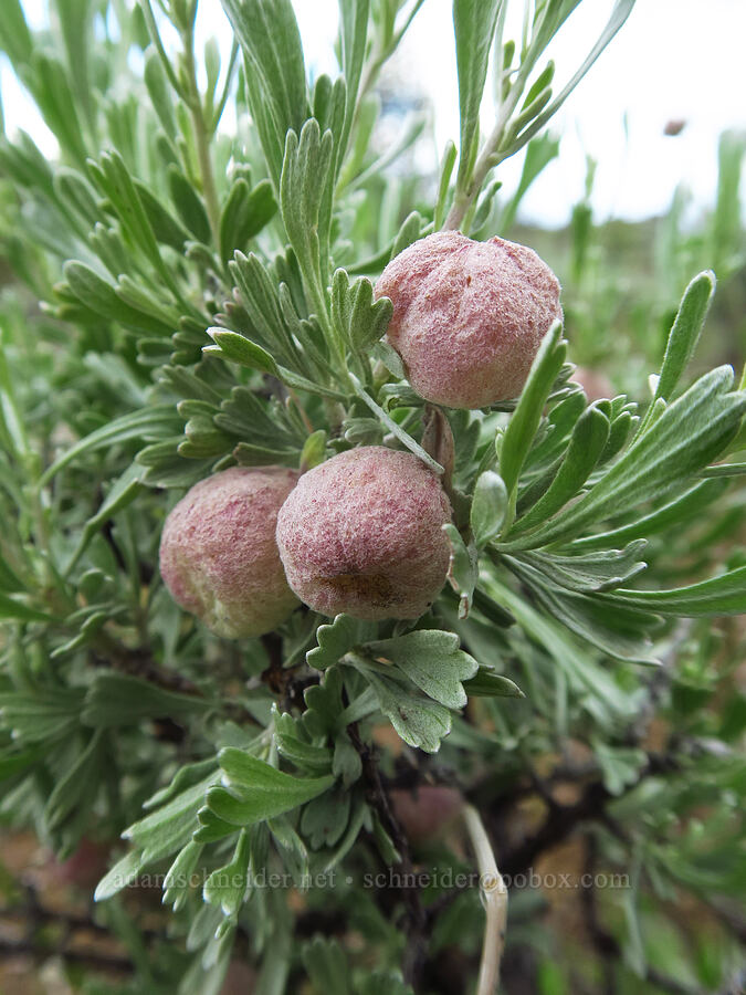 sponge galls on sagebrush (Rhopalomyia pomum, Artemisia tridentata) [Flatiron Rock, Oregon Badlands Wilderness, Deschutes County, Oregon]