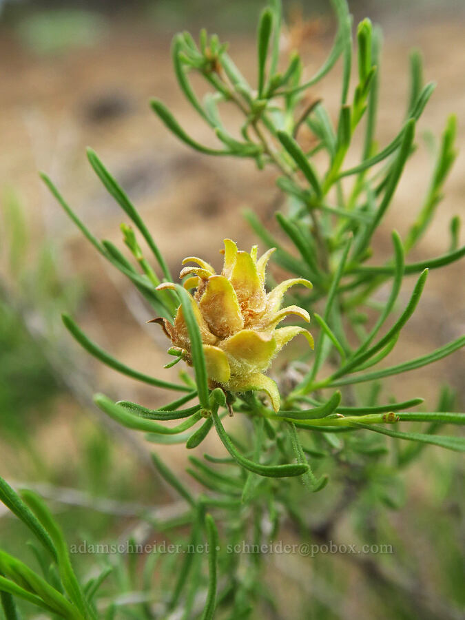 fruit fly (tephritid) gall on rabbitbrush (Aciurina idahoensis, Chrysothamnus viscidiflorus (Ericameria viscidiflora)) [Flatiron Rock, Oregon Badlands Wilderness, Deschutes County, Oregon]