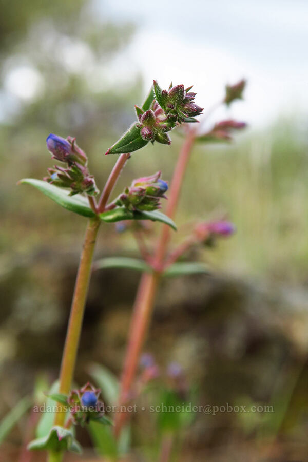 lowly penstemon, budding (Penstemon humilis) [Flatiron Rock Trail, Oregon Badlands Wilderness, Deschutes County, Oregon]