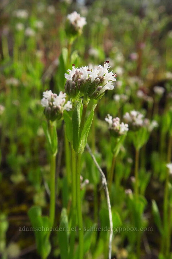 white plectritis (Plectritis macrocera) [Flatiron Rock Trail, Oregon Badlands Wilderness, Deschutes County, Oregon]