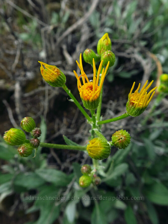 woolly groundsel (Packera cana (Senecio canus)) [Flatiron Rock Trail, Oregon Badlands Wilderness, Deschutes County, Oregon]