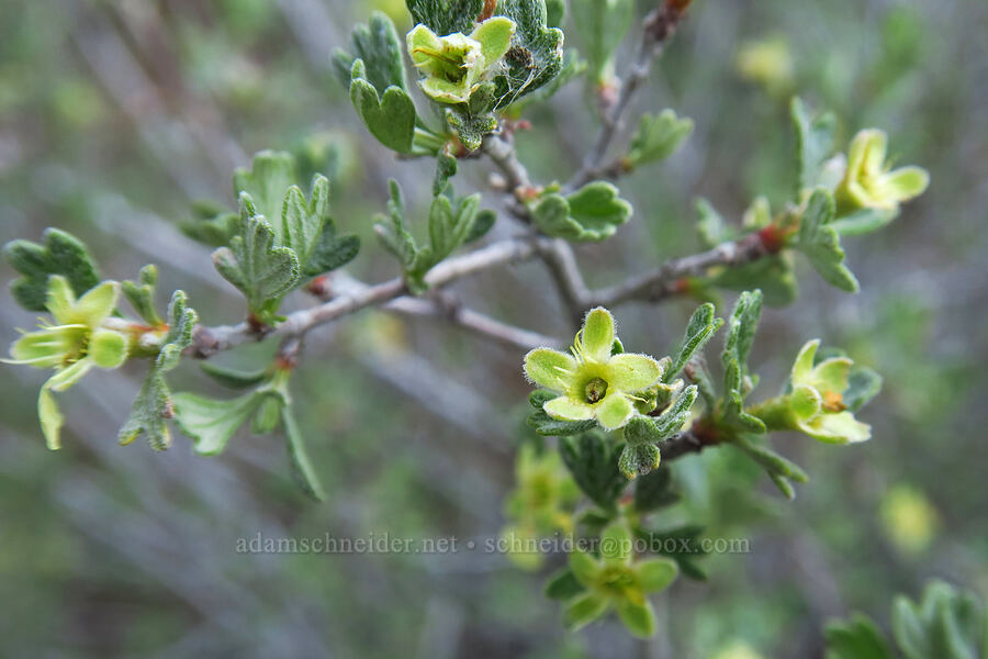antelope bitterbrush (Purshia tridentata) [Flatiron Rock Trail, Oregon Badlands Wilderness, Deschutes County, Oregon]