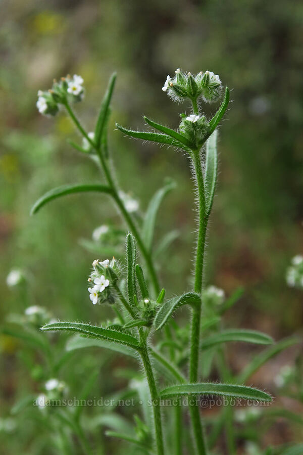 wing-nut cryptantha (Cryptantha pterocarya) [Flatiron Rock Trail, Oregon Badlands Wilderness, Deschutes County, Oregon]