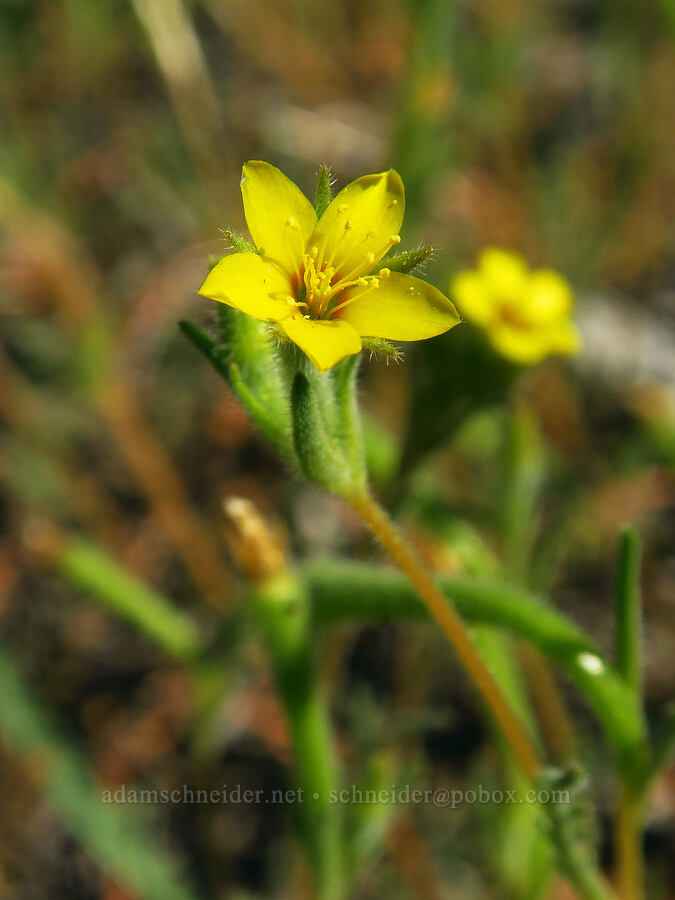 white-stem blazing-star (Mentzelia albicaulis) [Whychus Canyon Preserve Trailhead, Deschutes County, Oregon]