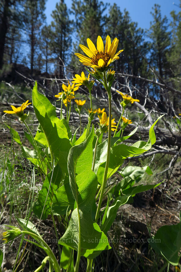 Carey's balsamroot (Balsamorhiza careyana) [Whychus Canyon Preserve, Deschutes County, Oregon]