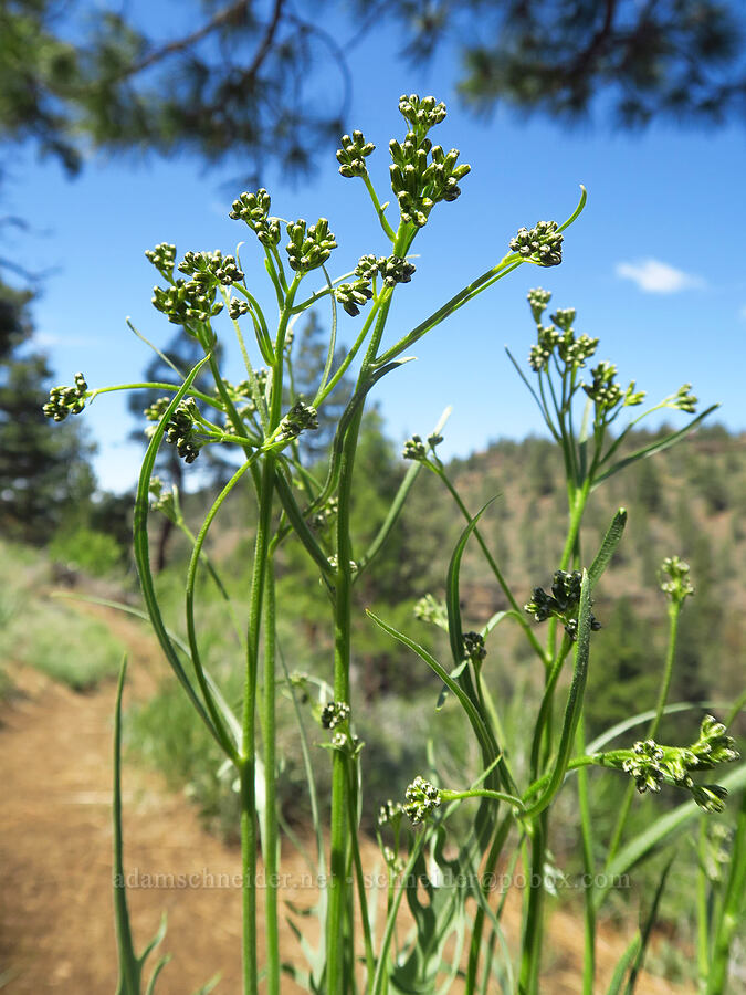 long-leaved hawksbeard (Crepis acuminata) [Whychus Canyon Preserve, Deschutes County, Oregon]