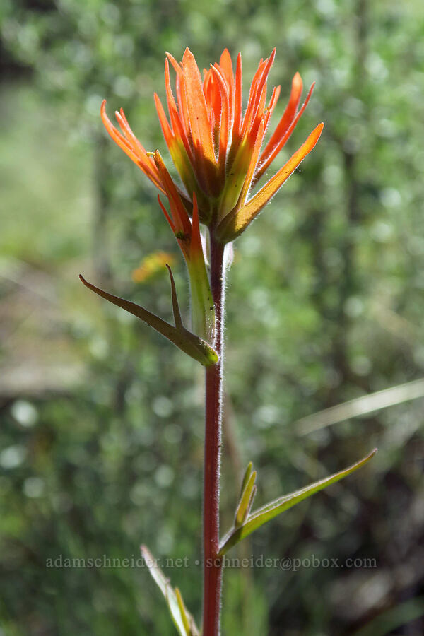 Peck's paintbrush (Castilleja peckiana) [Whychus Canyon Preserve, Deschutes County, Oregon]