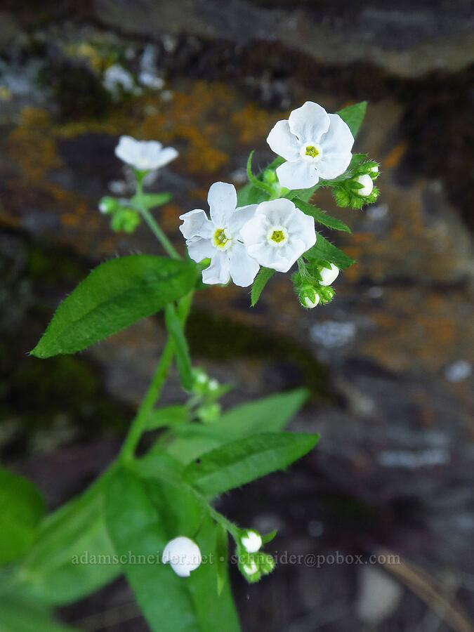 spreading stickseed (Hackelia diffusa) [Whychus Canyon Preserve, Deschutes County, Oregon]