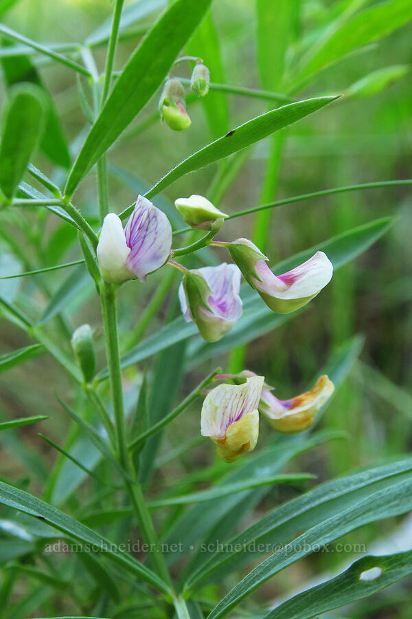 Lanszwert's pea-vine (Lathyrus lanszwertii) [Whychus Canyon Preserve, Deschutes County, Oregon]