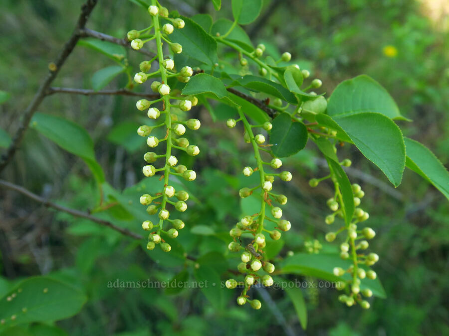 chokecherry, budding (Prunus virginiana) [Whychus Canyon Preserve, Deschutes County, Oregon]