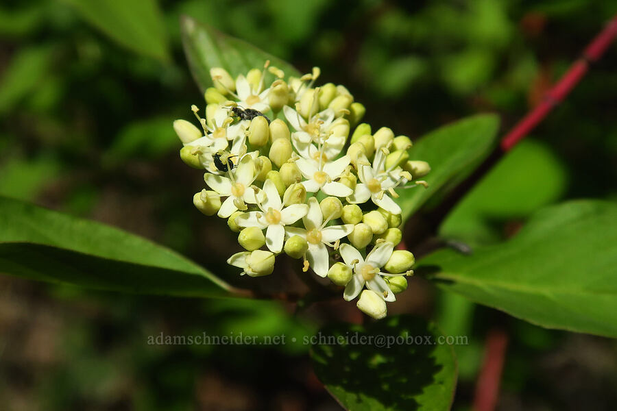 red osier dogwood (Cornus sericea) [Whychus Canyon Preserve, Deschutes County, Oregon]