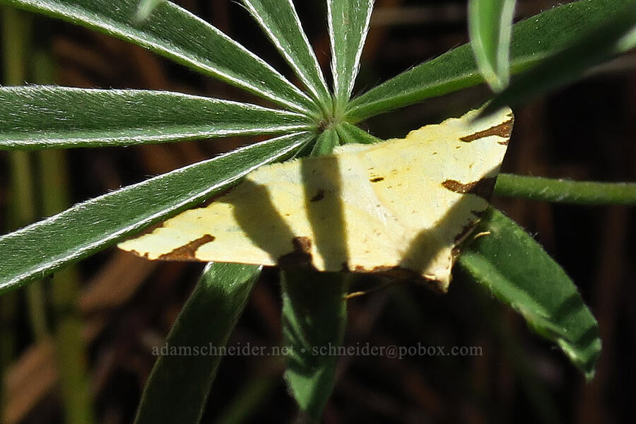 canary thorn moth (Neoterpes trianguliferata) [Whychus Canyon Preserve, Deschutes County, Oregon]