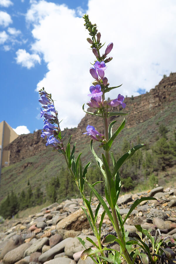 showy penstemon (Penstemon speciosus) [Crooked River Highway, Crook County, Oregon]
