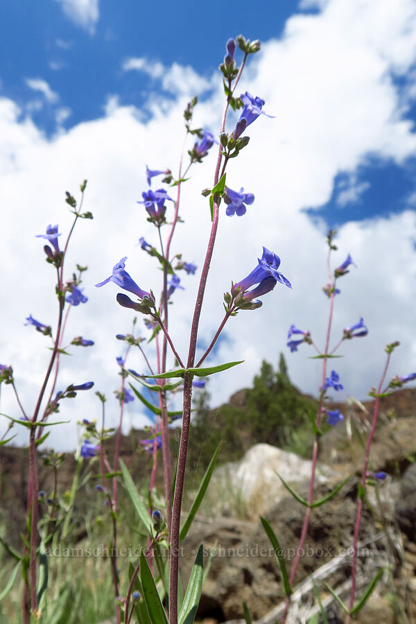 lowly penstemon (Penstemon humilis) [Crooked River Highway, Crook County, Oregon]