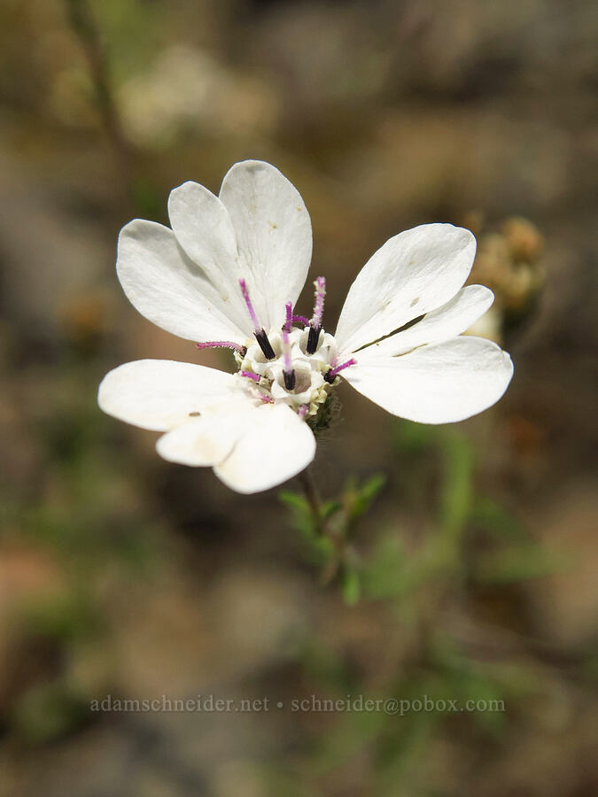 rough eyelash-weed (Blepharipappus scaber) [Chimney Rock Trail, Crook County, Oregon]