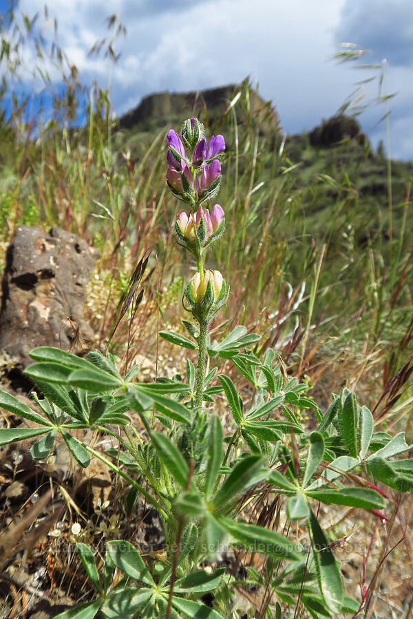 chick lupine (Lupinus microcarpus) [Chimney Rock Trail, Crook County, Oregon]