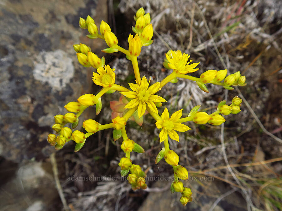 Leiberg's stonecrop (Sedum leibergii) [Chimney Rock Trail, Crook County, Oregon]