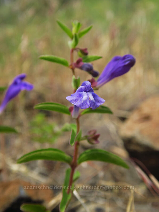 narrow-leaf skullcap (Scutellaria angustifolia) [Chimney Rock Trail, Crook County, Oregon]