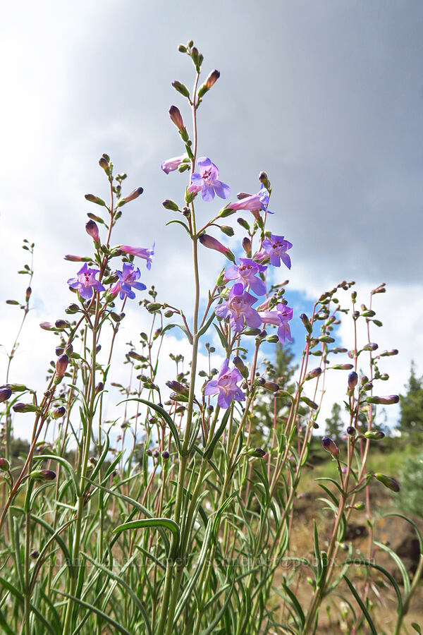opposite-leaved Gairdner's penstemon (Penstemon gairdneri var. oreganus) [Chimney Rock Trail, Crook County, Oregon]