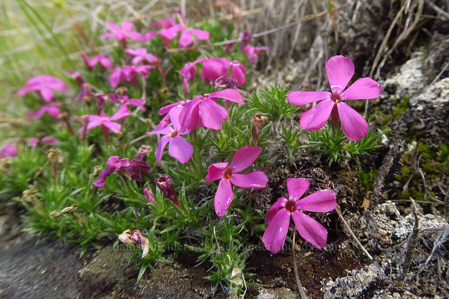 Hood's phlox (Phlox hoodii) [Chimney Rock Trail, Crook County, Oregon]