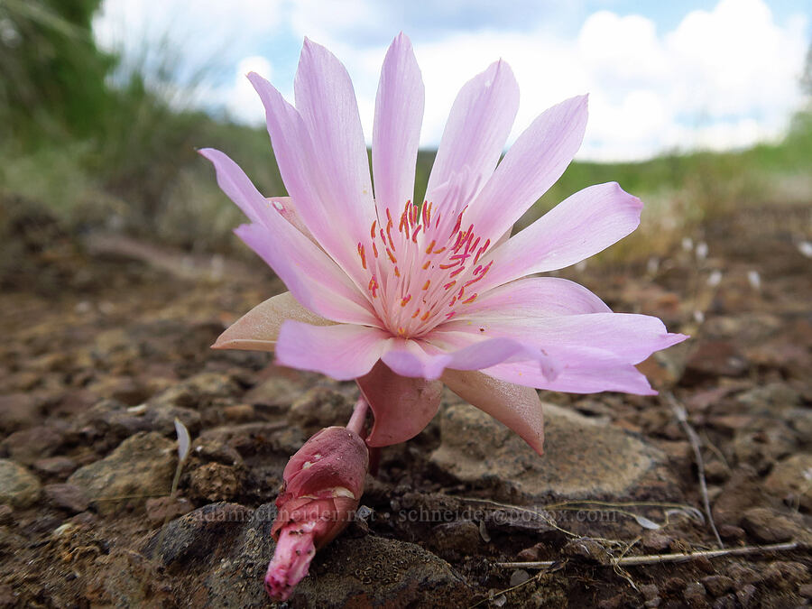 bitterroot (Lewisia rediviva) [Chimney Rock Trail, Crook County, Oregon]