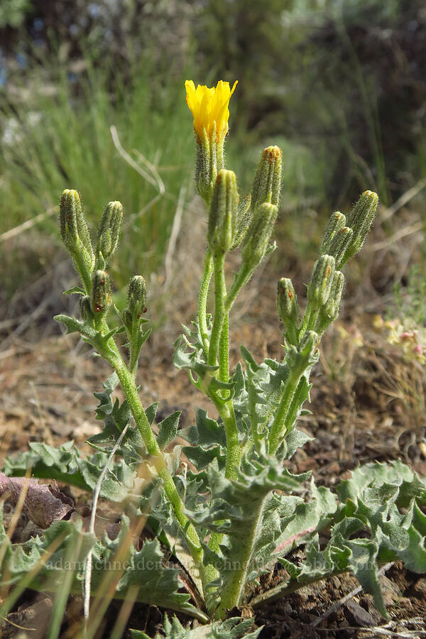 western hawksbeard (Crepis occidentalis) [Chimney Rock Trail, Crook County, Oregon]