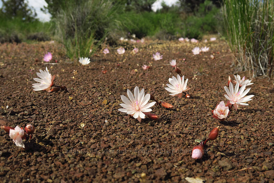 bitterroot (Lewisia rediviva) [Chimney Rock Trail, Crook County, Oregon]