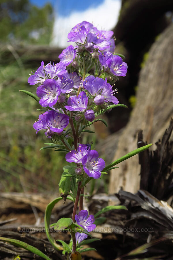 thread-leaf phacelia (Phacelia linearis) [Chimney Rock Trail, Crook County, Oregon]