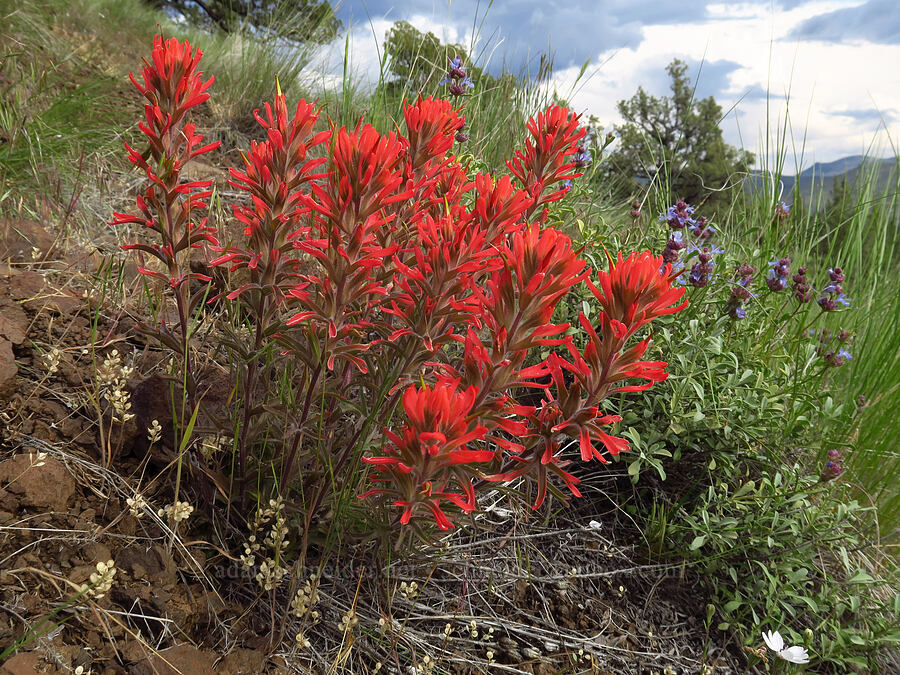 desert paintbrush & purple sage (Castilleja chromosa, Salvia dorrii) [Chimney Rock Trail, Crook County, Oregon]
