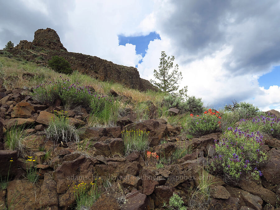 rock garden [below Chimney Rock, Crook County, Oregon]