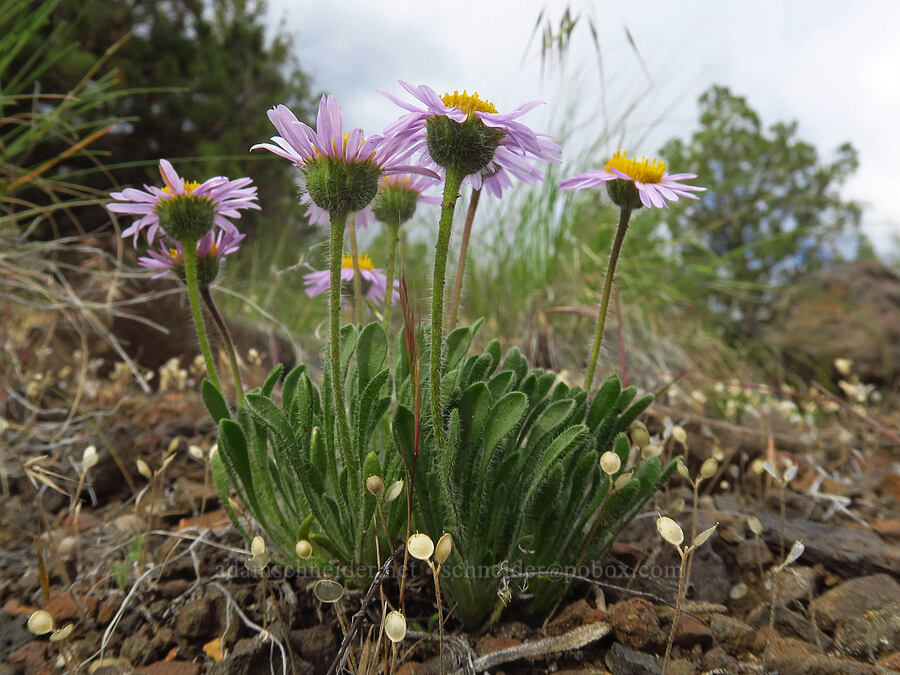 purple cushion fleabane (Erigeron poliospermus) [below Chimney Rock, Crook County, Oregon]