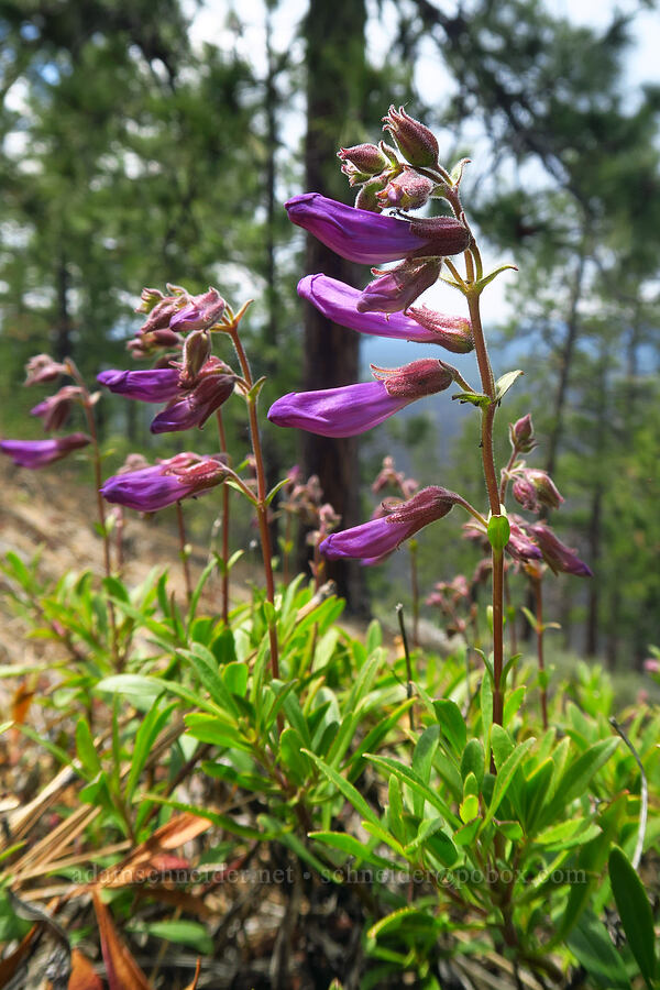 shrubby penstemon (Penstemon fruticosus) [Lava Butte, Newberry National Volcanic Monument, Deschutes County, Oregon]