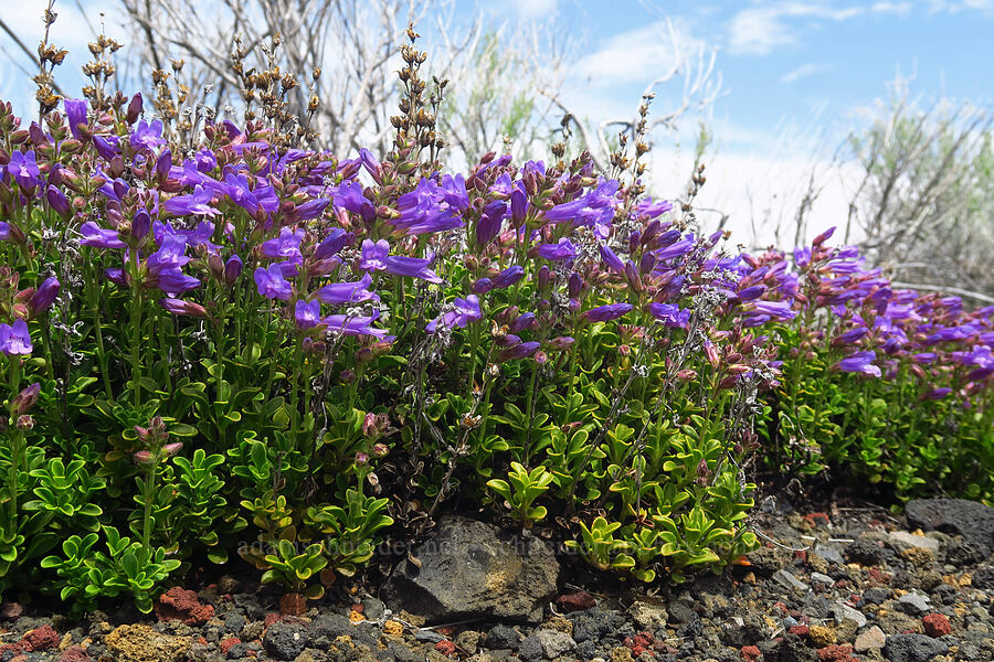 Davidson's penstemon (Penstemon davidsonii) [near Lava Butte, Newberry National Volcanic Monument, Deschutes County, Oregon]