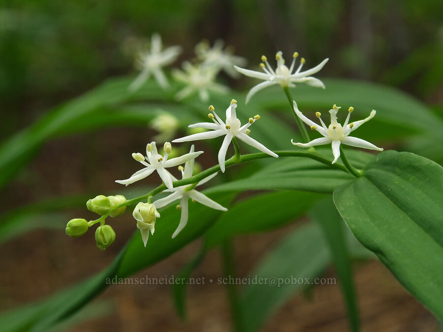 starry false solomon's-seal (Maianthemum stellatum (Smilacina stellata)) [Benham Falls Trail, Newberry National Volcanic Monument, Deschutes County, Oregon]