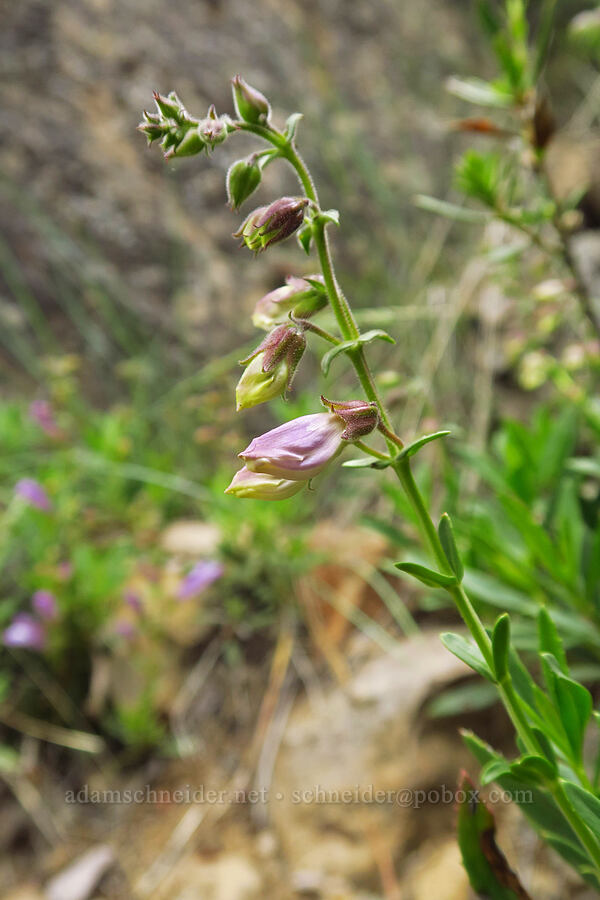 shrubby penstemon, budding (Penstemon fruticosus) [Benham Falls Trail, Newberry National Volcanic Monument, Deschutes County, Oregon]