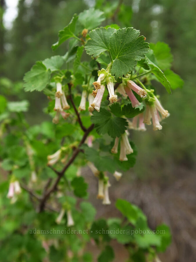 wax currant (Ribes cereum) [Benham Falls Trail, Newberry National Volcanic Monument, Deschutes County, Oregon]