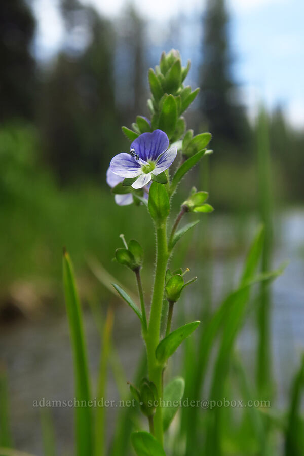 thyme-leaf speedwell (Veronica serpyllifolia) [Cascade Lakes Highway, Deschutes National Forest, Deschutes County, Oregon]