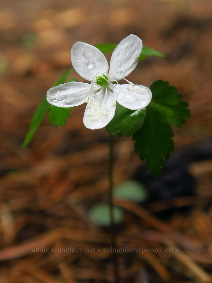 Lyall's anemone (Anemone lyallii (Anemonoides grayi)) [Blue Lagoon Trail, Deschutes National Forest, Deschutes County, Oregon]