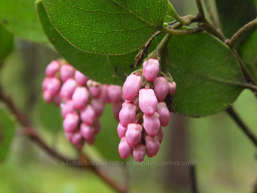 green-leaf manzanita flowers (Arctostaphylos patula) [Blue Lagoon Trail, Deschutes National Forest, Deschutes County, Oregon]