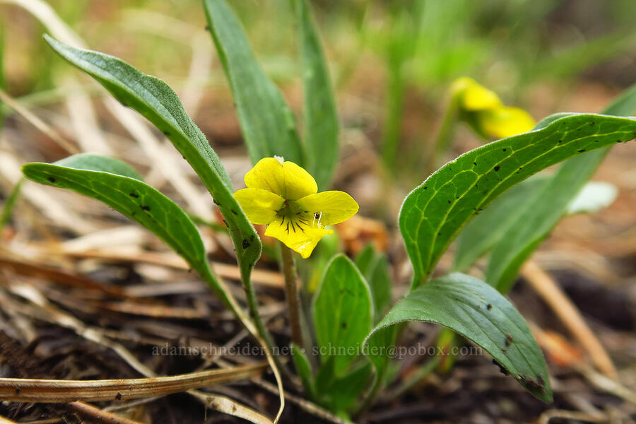 Baker's violet (Viola bakeri) [Blue Lagoon Trail, Deschutes National Forest, Deschutes County, Oregon]