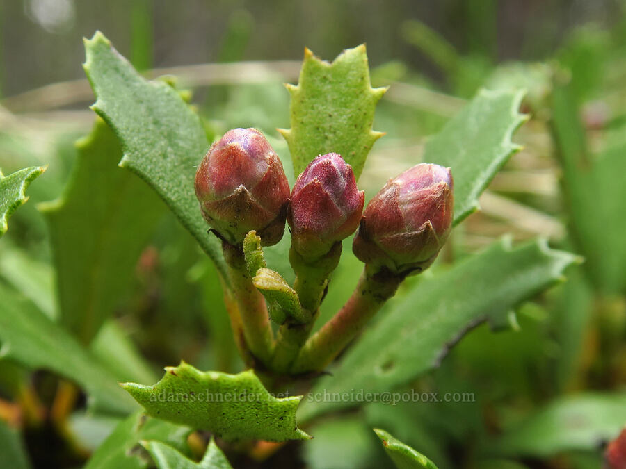 mahala mat, budding (Ceanothus prostratus) [Blue Lagoon Trail, Deschutes National Forest, Deschutes County, Oregon]