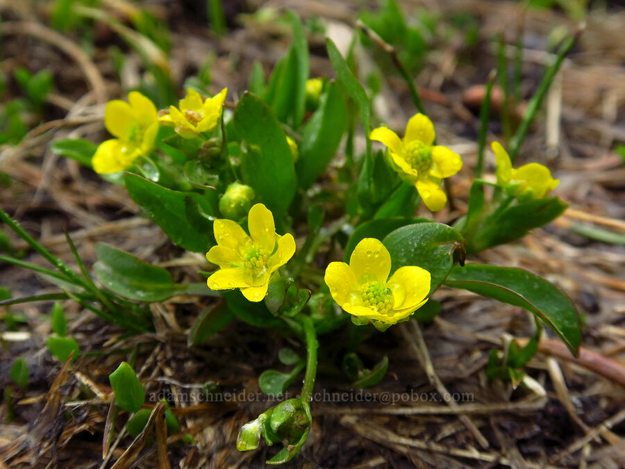 plantain-leaf buttercup (Ranunculus alismifolius) [Sparks Lake, Deschutes National Forest, Deschutes County, Oregon]
