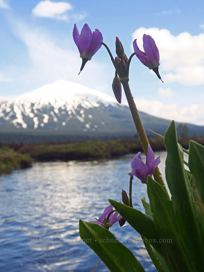 tall mountain shooting star (Dodecatheon jeffreyi (Primula jeffreyi)) [Sparks Lake, Deschutes National Forest, Deschutes County, Oregon]
