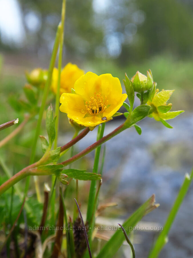 fan-leaf cinquefoil (Potentilla flabellifolia) [Sparks Lake, Deschutes National Forest, Deschutes County, Oregon]