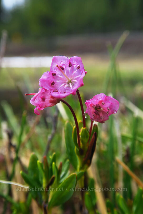 alpine bog-laurel (Kalmia microphylla (Kalmia polifolia ssp. microphylla)) [Sparks Lake, Deschutes National Forest, Deschutes County, Oregon]