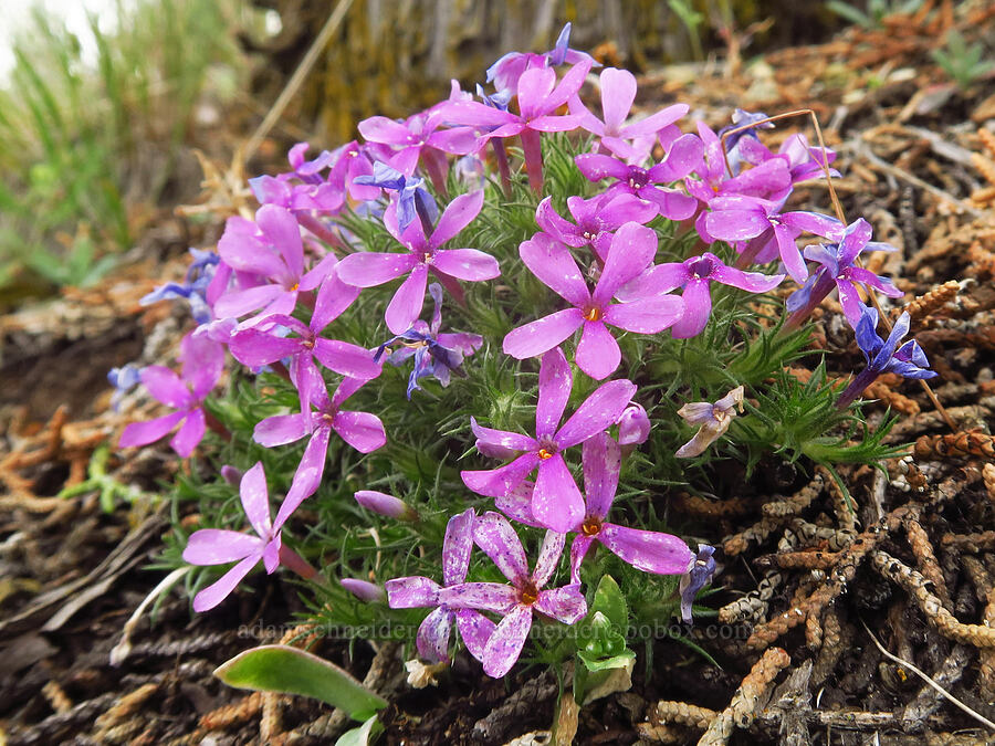Douglas' phlox (Phlox douglasii (Phlox caespitosa)) [Forest Road 5720-100, Crooked River National Grassland, Jefferson County, Oregon]