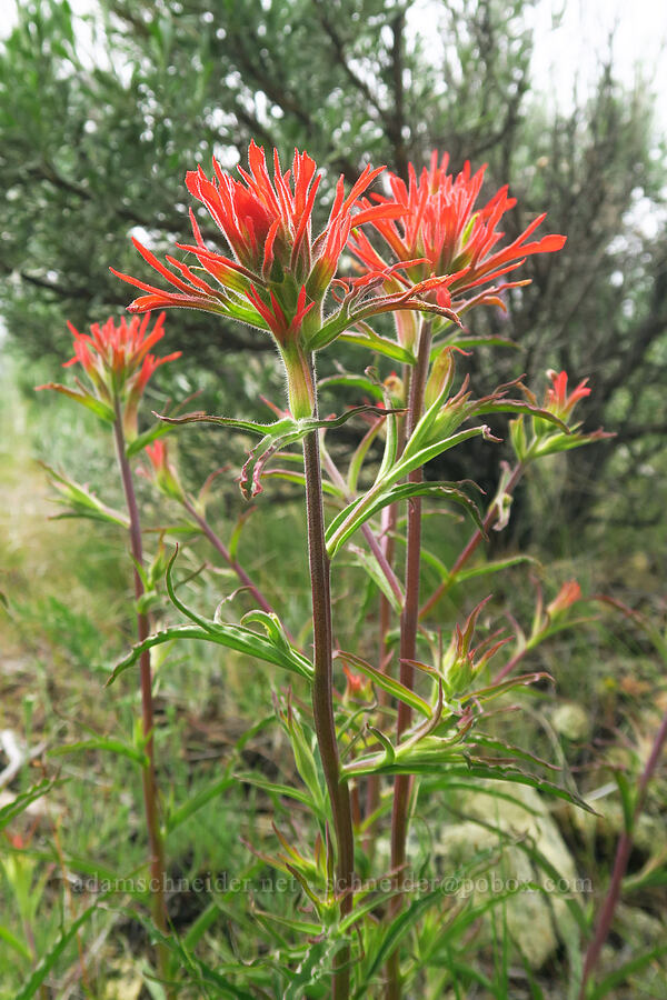 acute paintbrush (Castilleja hispida var. acuta) [Forest Road 5720-100, Crooked River National Grassland, Jefferson County, Oregon]