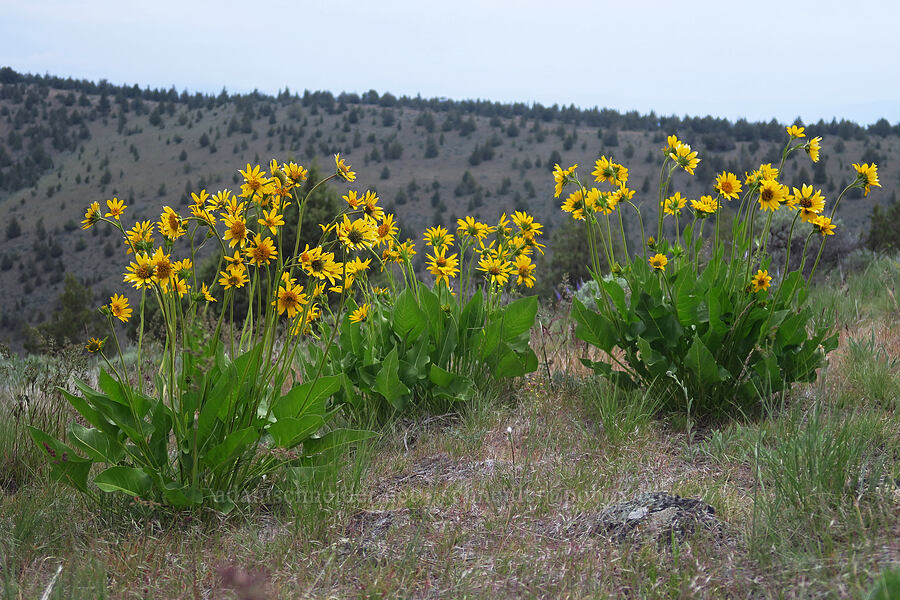 Carey's balsamroot (Balsamorhiza careyana) [Forest Road 5720-100, Crooked River National Grassland, Jefferson County, Oregon]